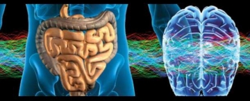 Sie verleugnen die hervorragenden und überragenden Eigenschaften ihrer eigenen Wahrheit und funktionieren nur durch den Stimulus der Neuronen in ihrem Dickdarm (das zweite Hirn) und dadurch reduzieren sie ihr Leben zum tierischen-körperlichen Zustand.