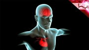 Kalp - Beyin Bağlantısı Nasıldır?